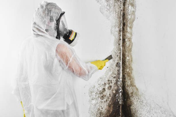 Best Residential Mold Removal  in De Graff, OH