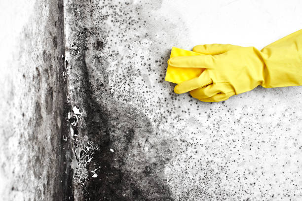 Best Emergency Mold Removal  in De Graff, OH