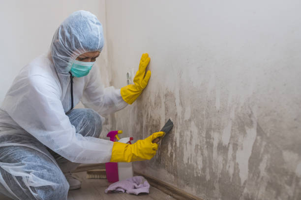 Best Certified Mold Removal  in De Graff, OH