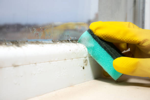 Best Home Mold Removal  in De Graff, OH