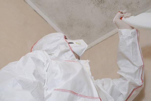 Best Affordable Mold Removal  in De Graff, OH
