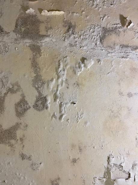 Best Mold Testing  in De Graff, OH