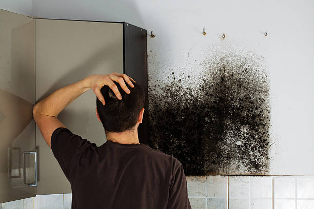 Best Mold Removal Company Near Me  in De Graff, OH